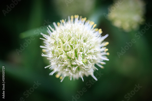 Obraz na płótnie White Allium Flower with Spiky Stamens w salonie