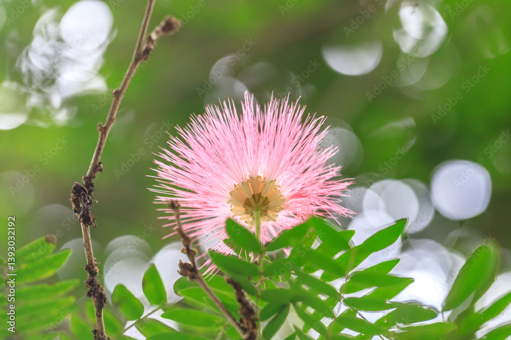Pink Powder Puff Flower in Bloom