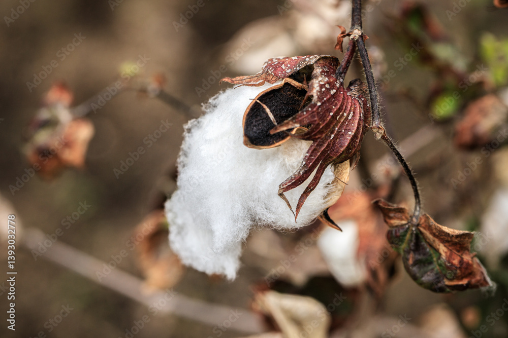 A Detailed Look at a Mature Cotton Boll