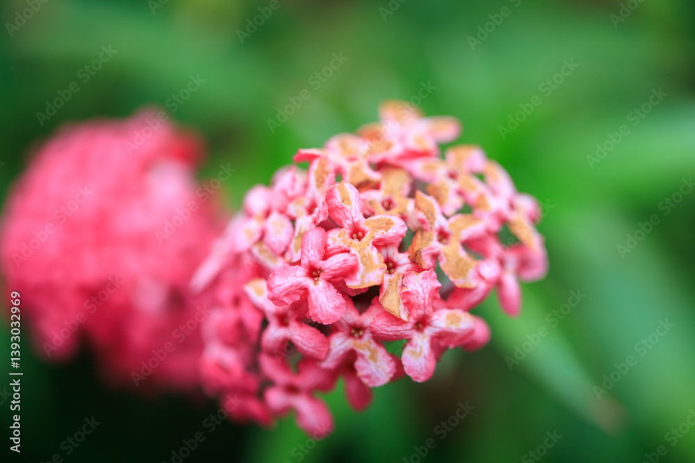 A Vibrant Cluster of Pink Ixora Blossoms in Full Bloom