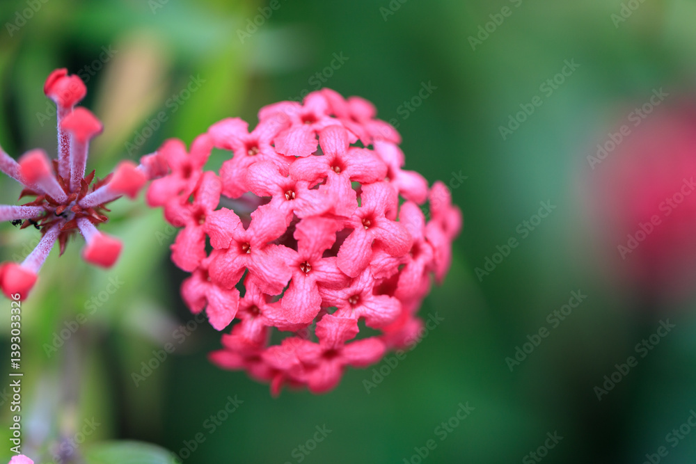 A Vibrant Cluster of Pink Ixora Blossoms in Full Bloom