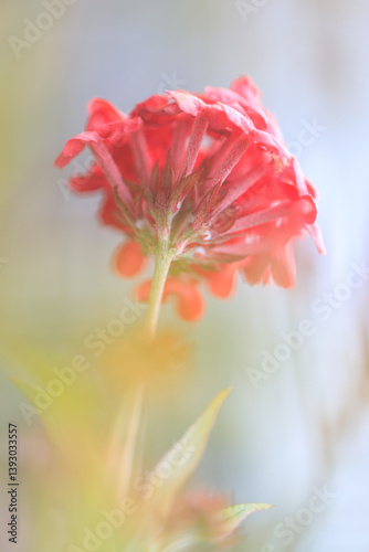 Radiant Red Ixora Flower with Delicate Petals and Soft Lighting