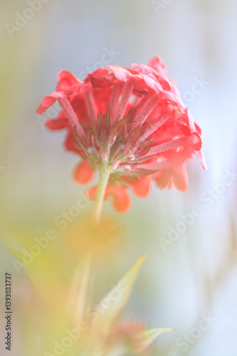 Radiant Red Ixora Flower with Delicate Petals and Soft Lighting