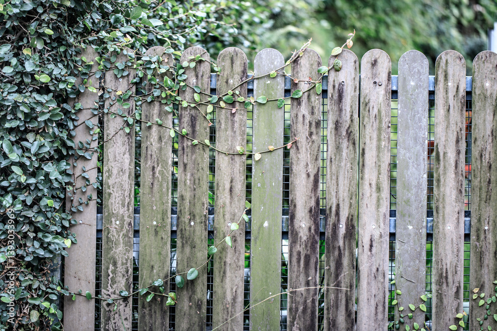 Ivy on an Old Wooden Park Fence in Early Autumn