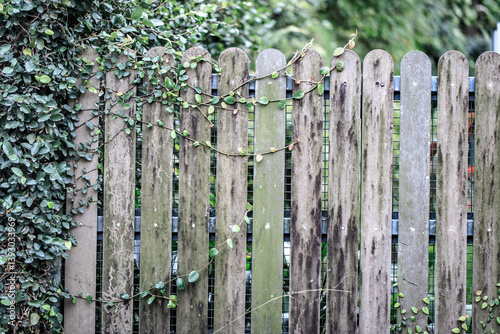 Ivy on an Old Wooden Park Fence in Early Autumn