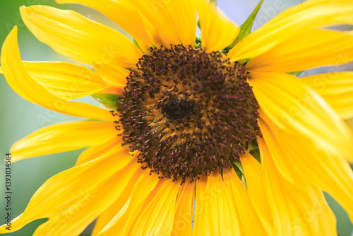 Vibrant Yellow Sunflower Close-up