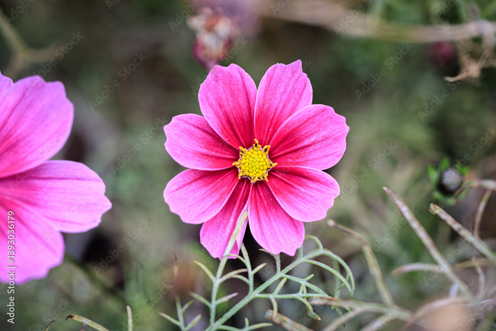 Pink Cosmos Flower with Yellow Center