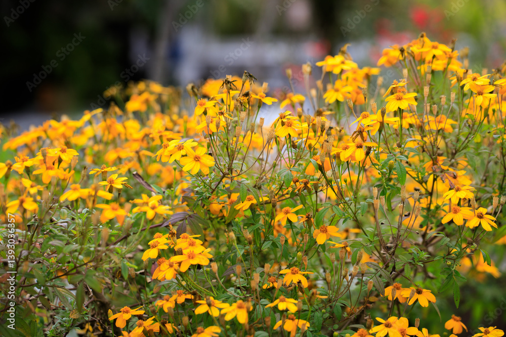 Golden Symphony: A Radiant Celebration of Yellow Flowers in Full Bloom