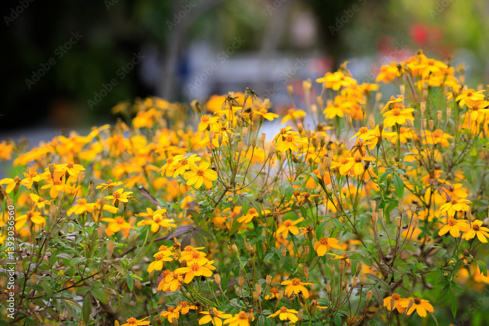 Golden Symphony: A Radiant Celebration of Yellow Flowers in Full Bloom