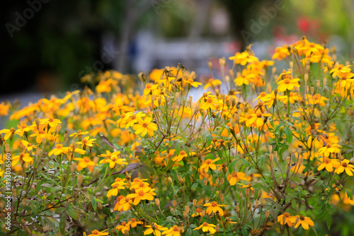 Golden Symphony: A Radiant Celebration of Yellow Flowers in Full Bloom