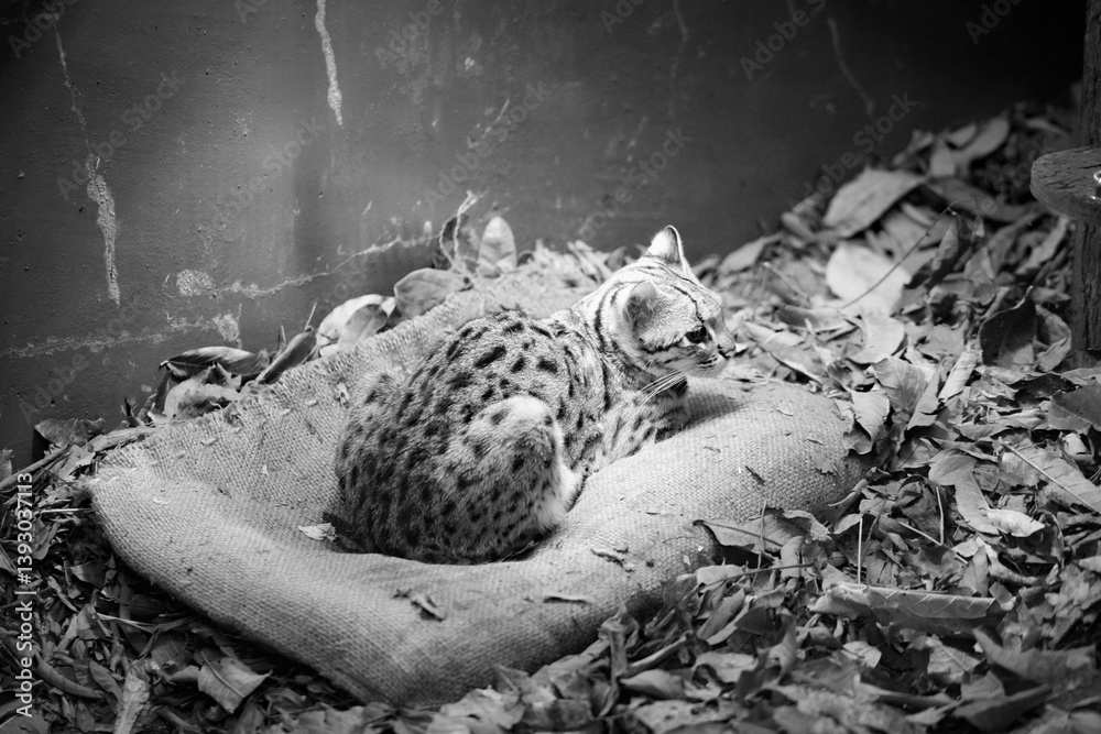 Solitude in Shadows – A Leopard Cat Resting in Captivity