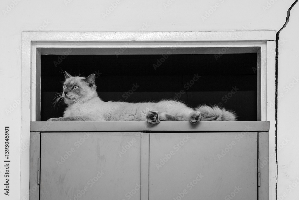 Um gato muito bonito, deitado sobre um armário de aço. Imagem em preto e branco.