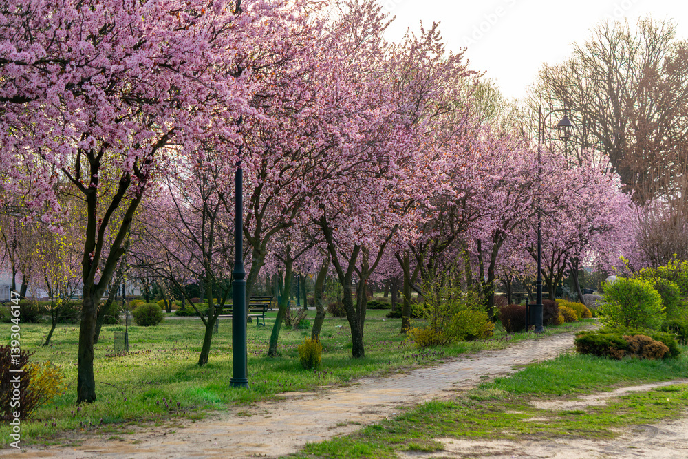 Spring park with an alley lined with blooming cherry trees. Pink flowers create a picturesque tunnel above the path Spring park with an alley lined with blooming cherry trees. Pink flowers create a picturesque tunnel above the path