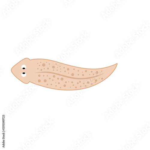 Planarian flatworms illustration