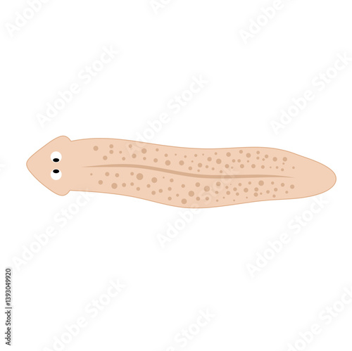 Planarian flatworms illustration