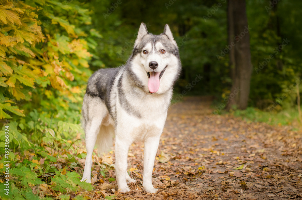 Siberian husky stands on leaf-covered path amidst autumn forest. Vibrant yellow and green foliage surrounds. Bright lighting highlights dogs coat, creating serene, natural setting Siberian husky stands on leaf-covered path amidst autumn forest. Vibrant yellow and green foliage surrounds. Bright lighting highlights dogs coat, creating serene, natural setting