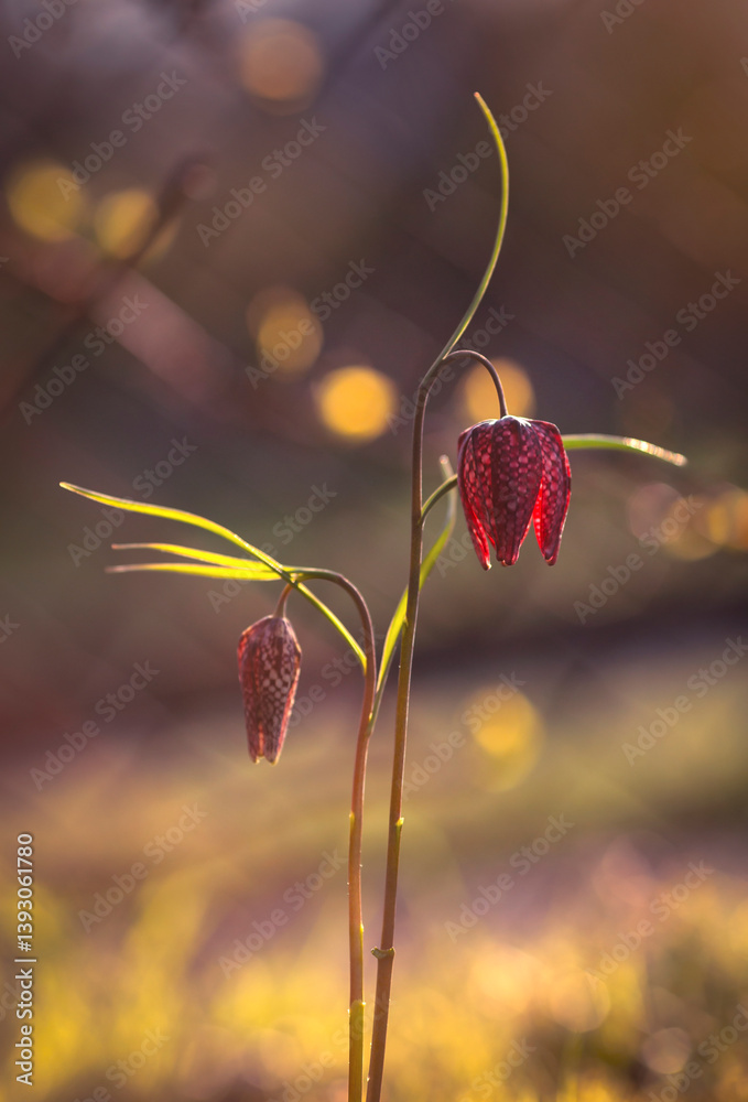 Wiosenne kwiaty - Szachownica kostkowata ( Fritillaria meleagris ). Tapeta, dekoracja. Wiosna 2025