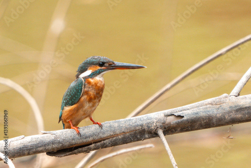 Beautiful Kingfisher in the...