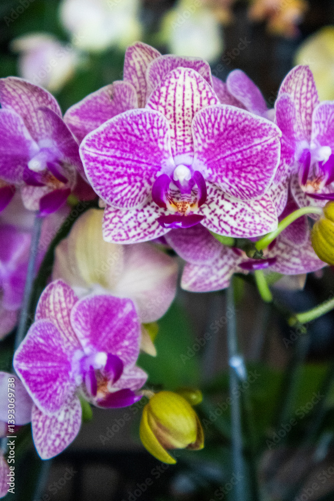 Obraz premium Purple and White Doritaenopsis orchid