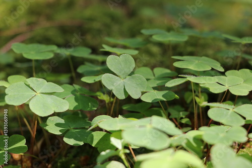 Spring forest scene with clover leaves
