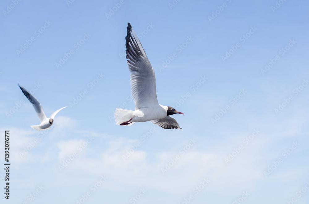 Two seagulls gracefully flying against vibrant blue sky. Soft clouds blur background, enhancing serene bird flight. White feathers contrast strikingly with clear azure Two seagulls gracefully flying against vibrant blue sky. Soft clouds blur background, enhancing serene bird flight. White feathers contrast strikingly with clear azure