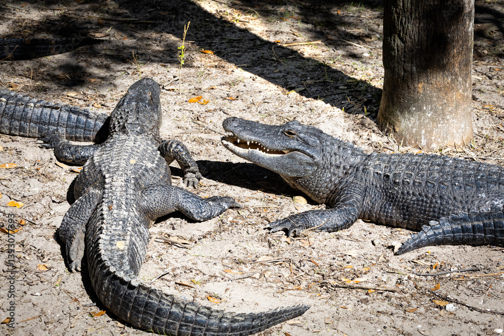 American Alligators basking in the sun at an alligator farm in Florida. Once on the brink of being extinct due to hunting have made significant improvements in population growth over the last 50 years American Alligators basking in the sun at an alligator farm in Florida. Once on the brink of being extinct due to hunting have made significant improvements in population growth over the last 50 years