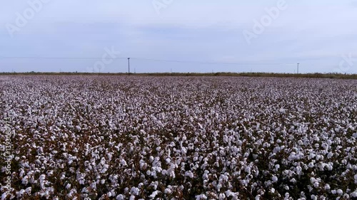 cotton field, with white cotton flowers ready for harvest
