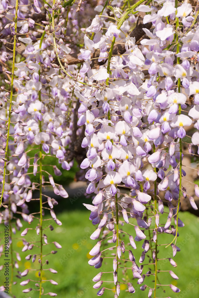 closeup of blooming wisteria in spring. decorative plant. purple pink flowers hanging on the branch. floral background of botanical park on a sunny day