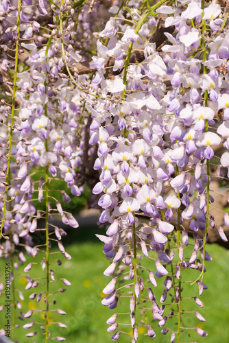 Obraz na płótnie closeup of blooming wisteria in spring. decorative plant. purple pink flowers hanging on the branch. floral background of botanical park on a sunny day w salonie