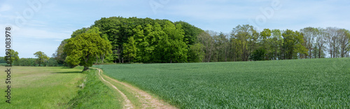 Panoramafoto eines Wanderwegs im Frühling, Waabs, Schleswig-Holstein, Deutschland