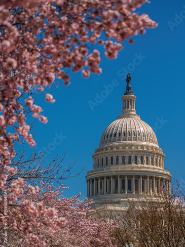 United States Capitol surrounded by cherry blossom in Washington D.C.