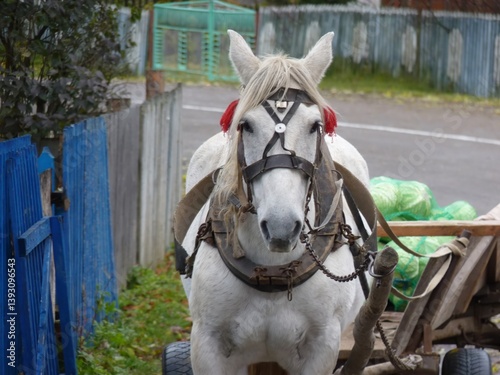 A harnessed white horse, possibly a Boulonnais, stands on a rural road next to a blue fence in Huta, Ukraine.