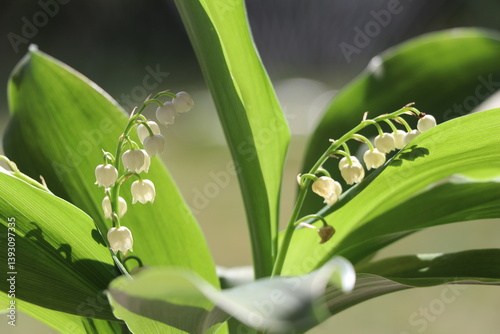 Spring flower scenery