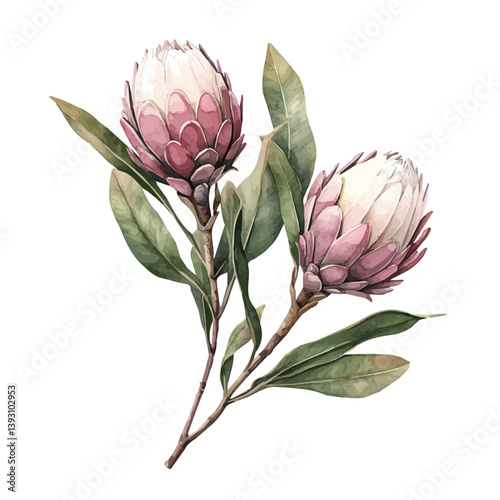 Protea Branch A Beautifully Detailed, watercolor illustration, isolated on a white background.