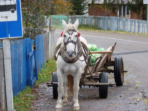 A white horse harnessed to a wooden cart, possibly a Boulonnais, stands on a rural road in Huta, Ukraine.