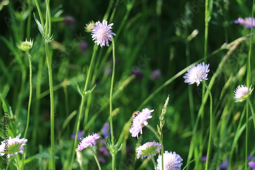 Spring meadow scene