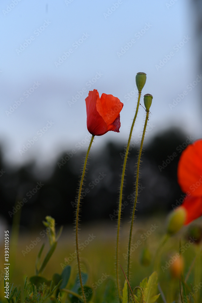 Obraz premium Vibrant red poppies swaying gently in the evening breeze under a soft twilight sky