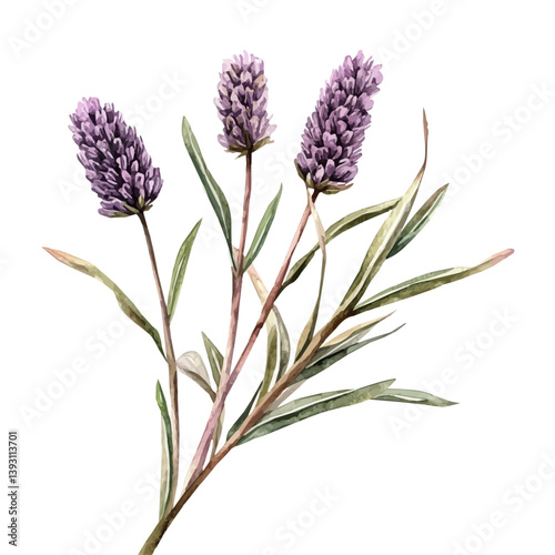 A watercolor vector illustration of prairie clover branch, isolated on a white background.

