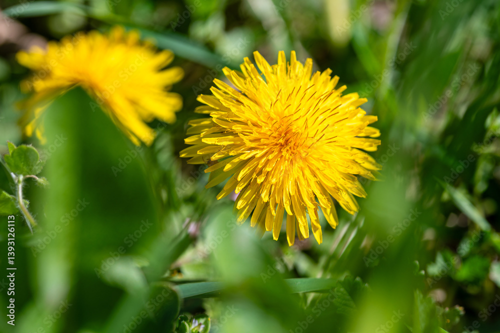 Closeup macro shot of yellow dandelion flower in the grass in spring Closeup macro shot of yellow dandelion flower in the grass in spring