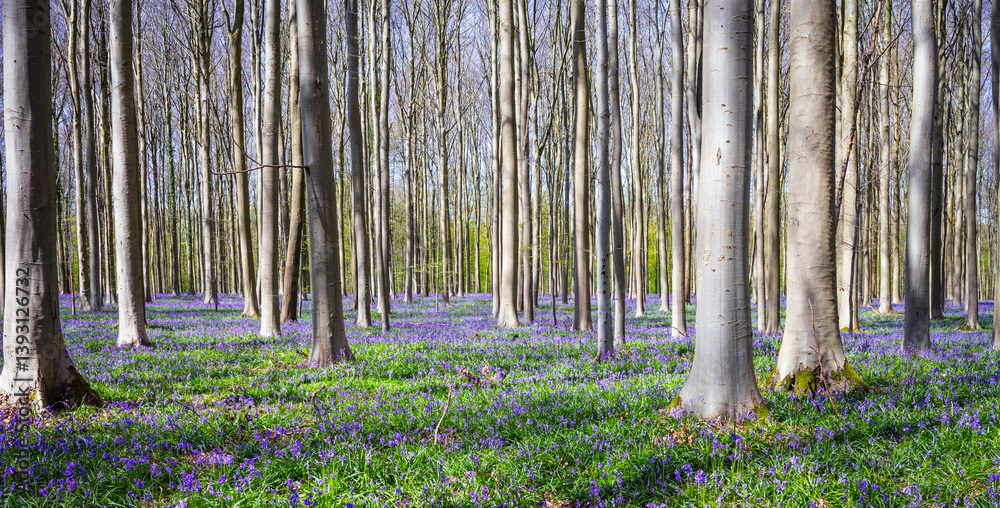 Bluebells Forest in the Morning, Halle, Belgium