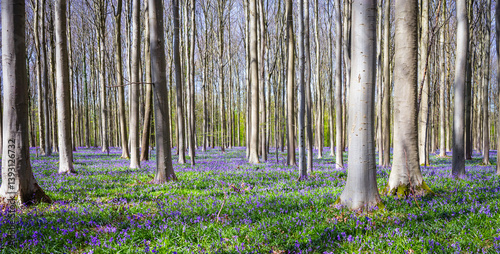 Obraz na płótnie Bluebells Forest in the Morning, Halle, Belgium w salonie