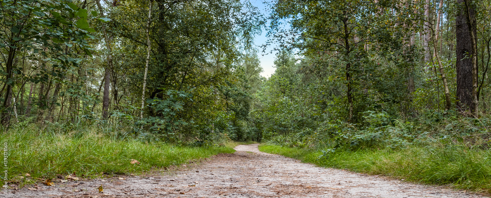 Walking Path in the Forest, Nature Reserve Mechelse Heide, Belgium.