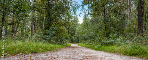 Walking Path in the Forest, Nature Reserve Mechelse Heide, Belgium.