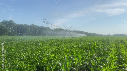 Agriculture.Irrigation system for green corn field.Watering summer harvest on green corn plantation.Farmer irrigation system for organic crops.Watering corn field. Irrigation of organic crops