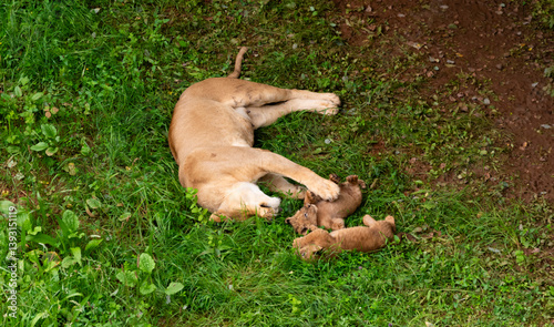 Lioness playing with her two little lion cubs