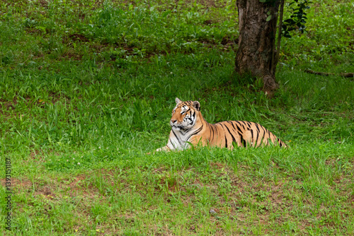 Adult tiger lying in the green grass