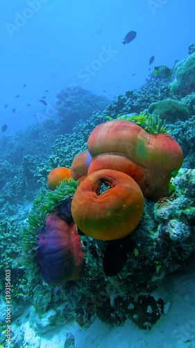 Wallpaper Mural An anemone is nestled among corals and sponges that glow in fluorescent colors. Torontodigital.ca