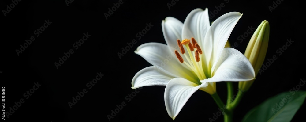 Fototapeta premium Single white lily isolated on dark background, bloom, flowers