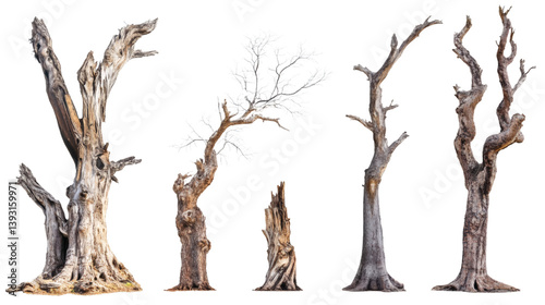Set collection of giant old dead trees isolated on white background
