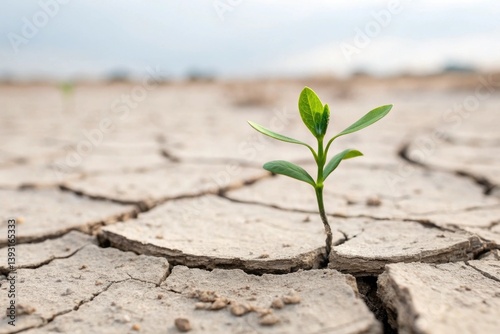 Obraz na płótnie Resilient Green Plant Emerging from Cracked Dry Soil in an Arid Landscape Symbolizing Hope and Survival Amidst Climate Challenges w salonie